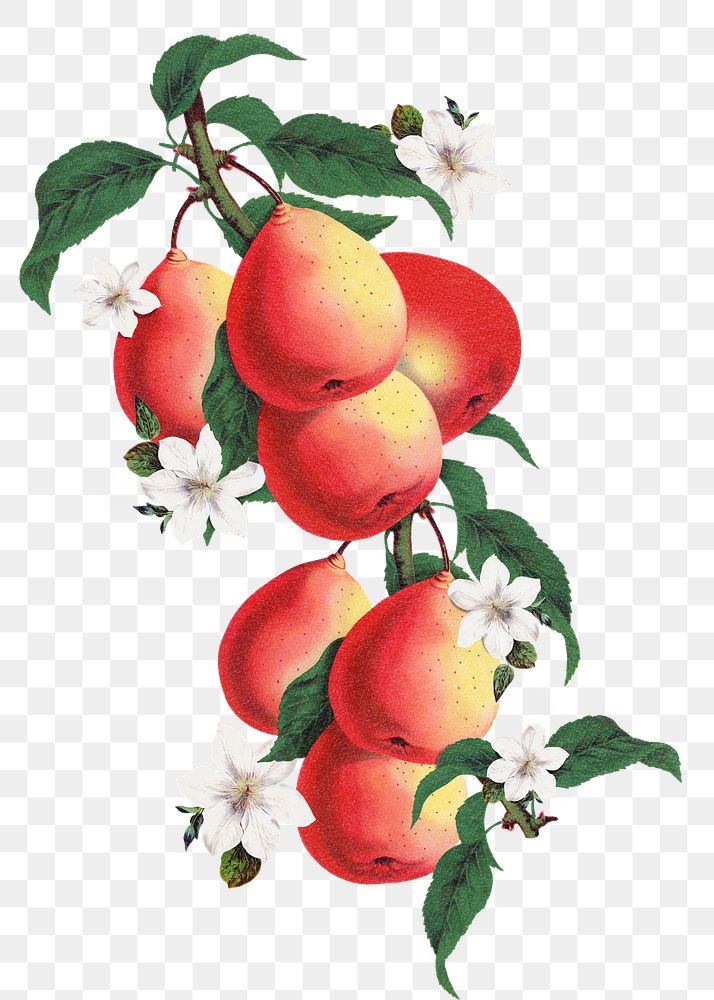 Pear blossom png sticker, vintage flower illustration, transparent background