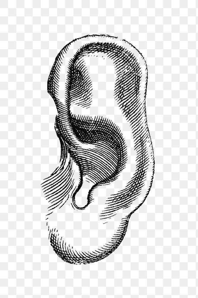 Human ear monochrome design element