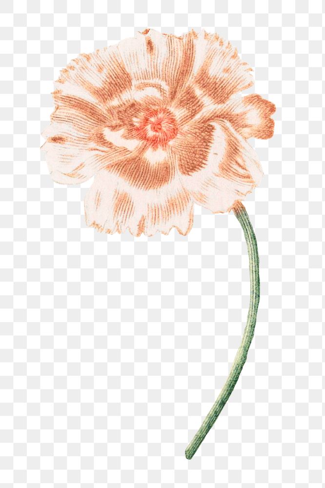 Single poppy flower design element