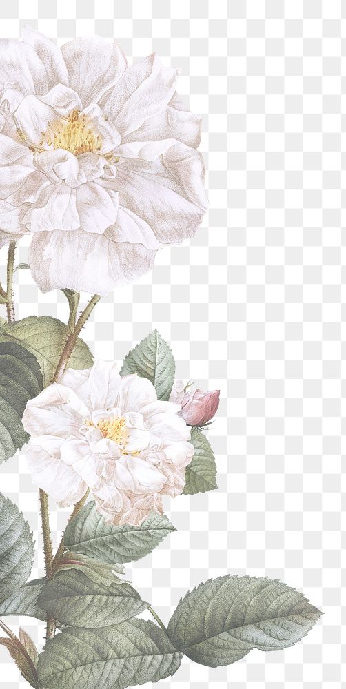 Elegant floral frame design transparent png