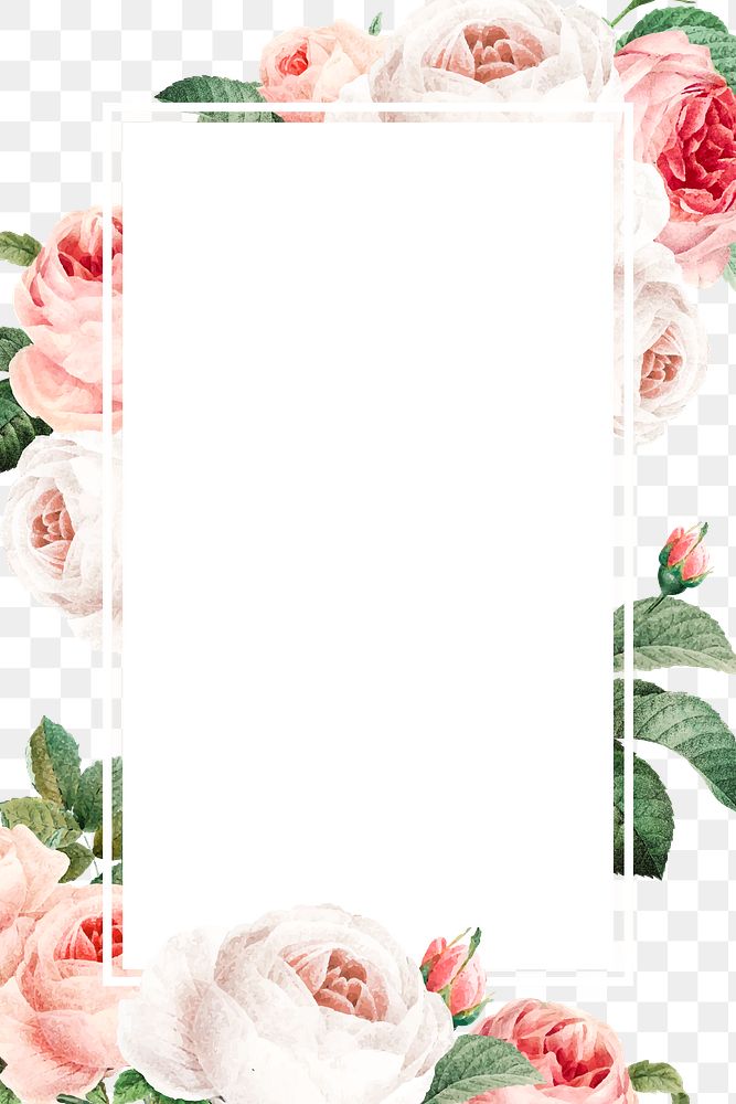 Pink cabbage rose rectangled frame design element