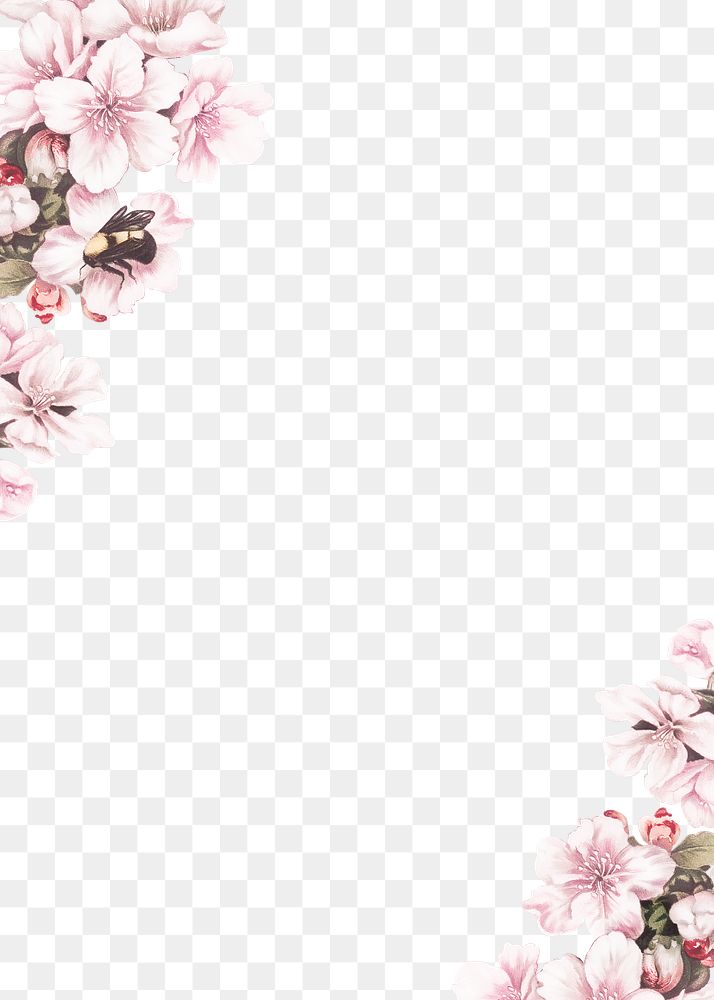 Cherry blossom flower border frame on transparent background