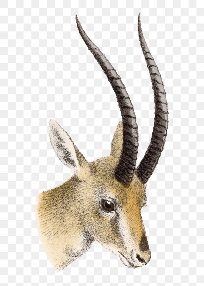 Gazelle png sticker, vintage animal drawing, transparent background