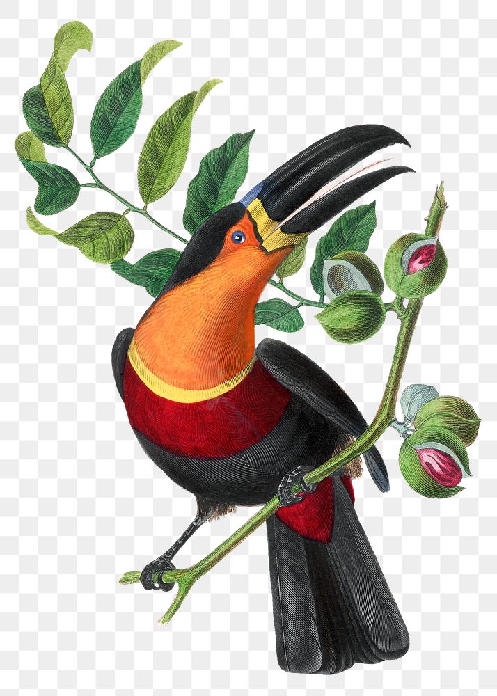 Png channel billed toucan bird sticker, vintage painting on transparent background
