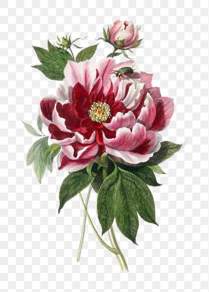 Peony flower png sticker, painting on transparent background