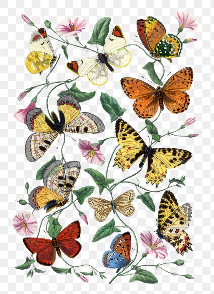 Butterfly png sticker, vintage insect illustration, transparent background