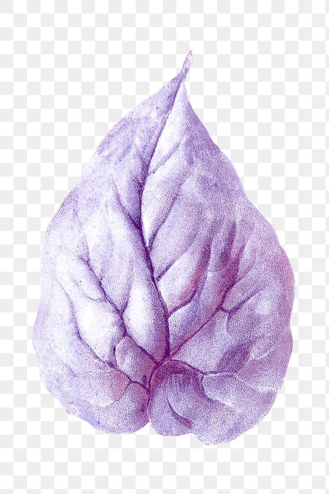 Vintage purple Japanese lily flower leaf design element