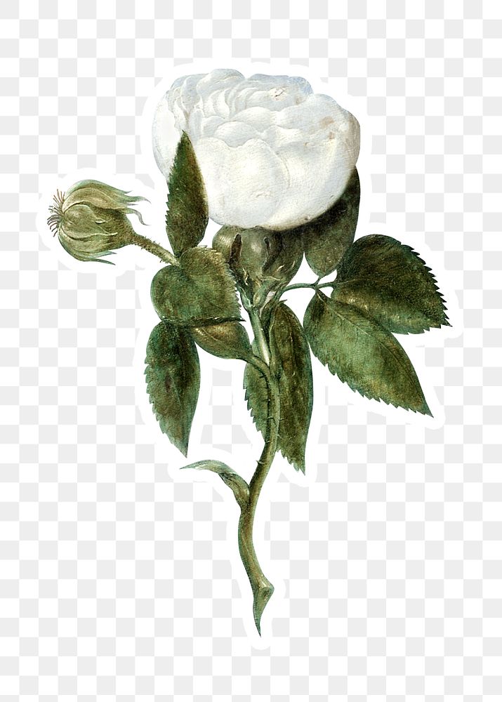 Vintage white rose flower sticker with white border