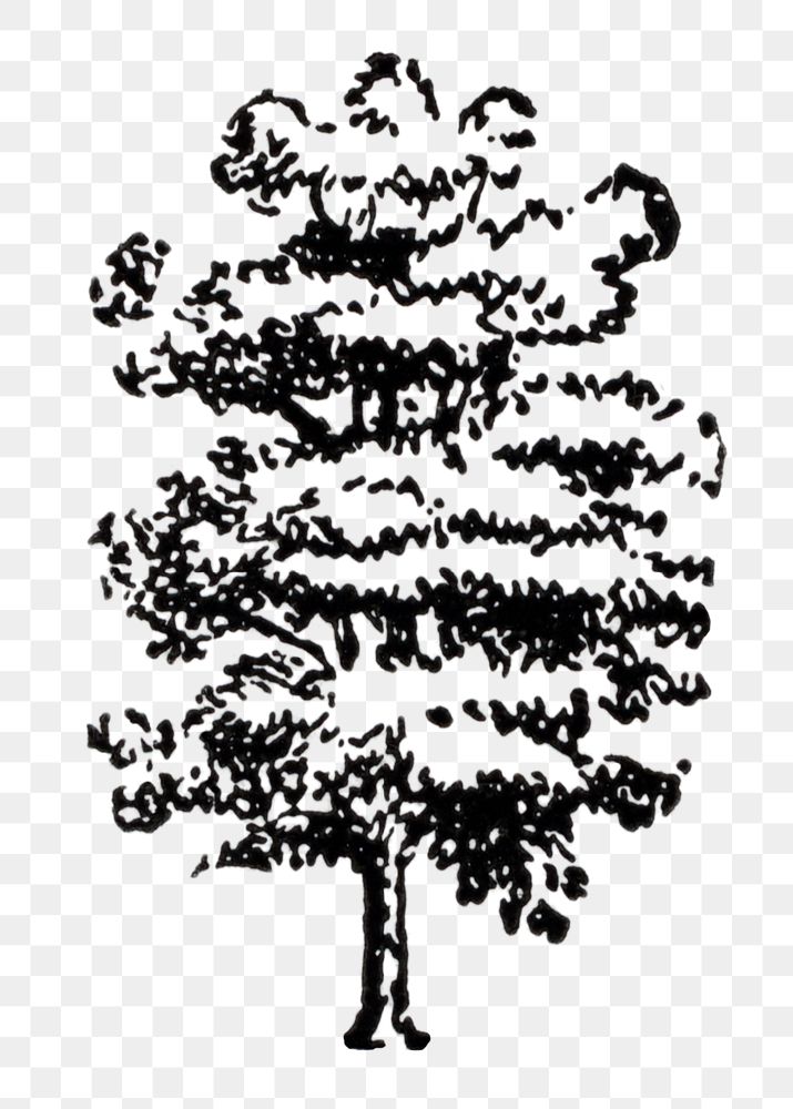 Oak tree clipart png, black ink drawing, digitally enhanced from our own original copy of The Open Door to Independence…