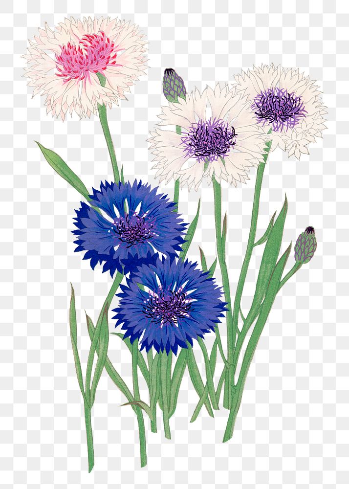 Cornflower png sticker, Japanese ukiyo e art, transparent background