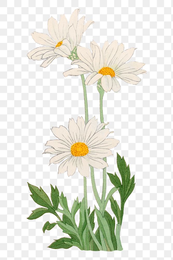 Marguerite flower png sticker, Japanese ukiyo e art, transparent background