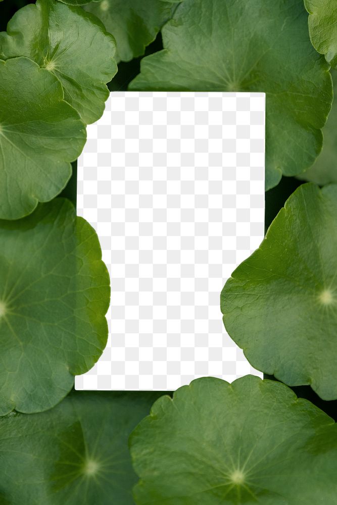 Blank card with green leafy pennyworth 