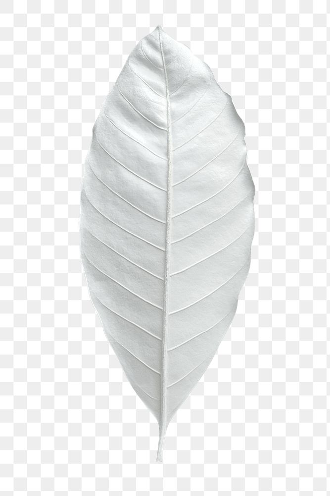 Dry bleached white leaf transparent png