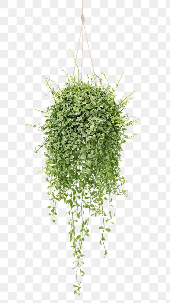 hanging plants png