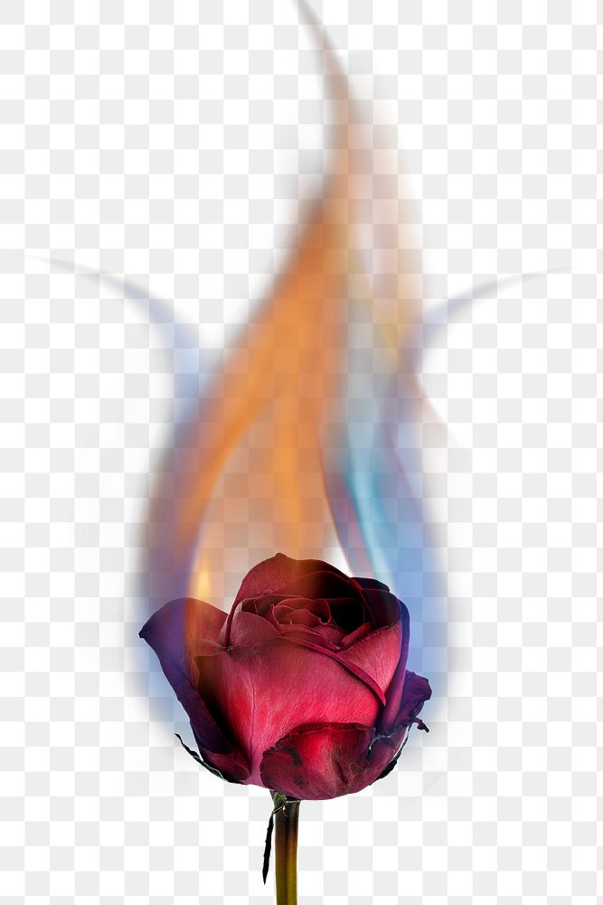 Burning rose png aesthetic flower, realistic flame effect on transparent background