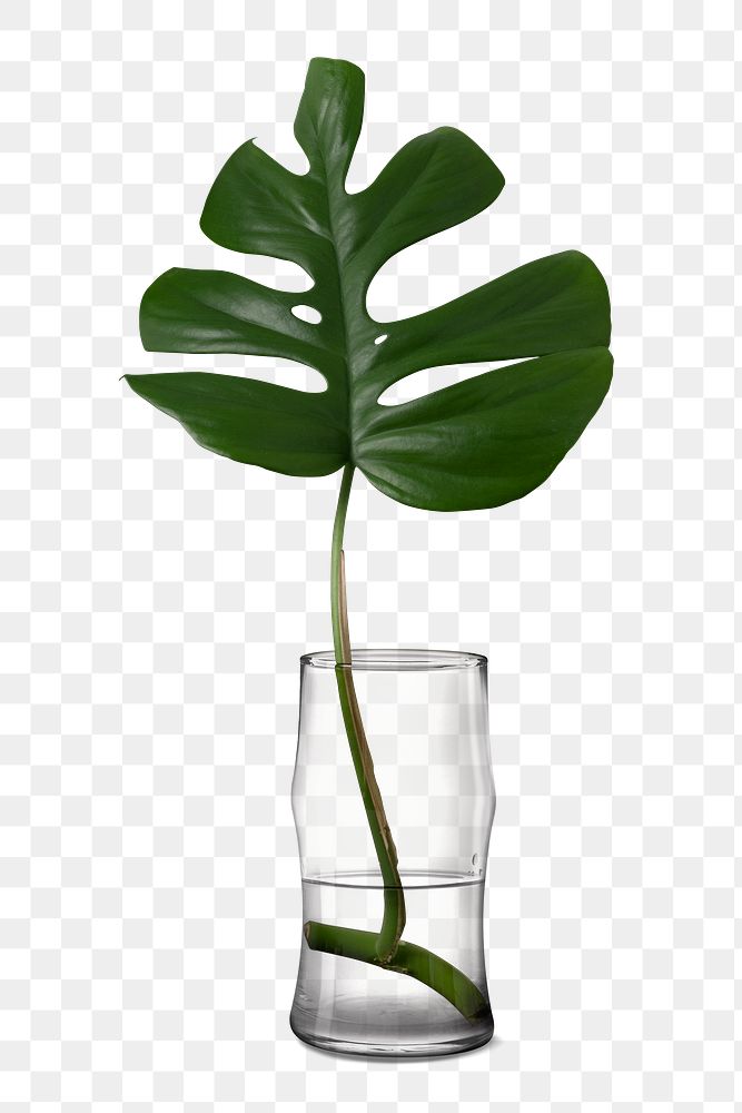 Monstera leaf png element, sticker on transparent background