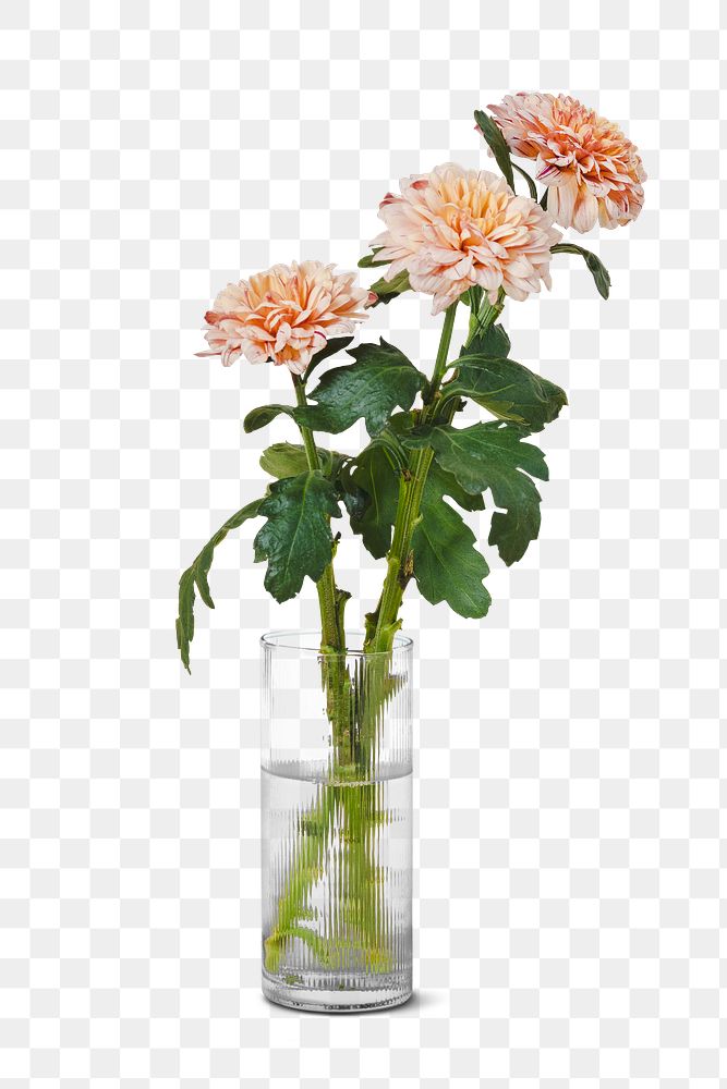 Pink chrysanthemum flower png element sticker, vase on transparent background