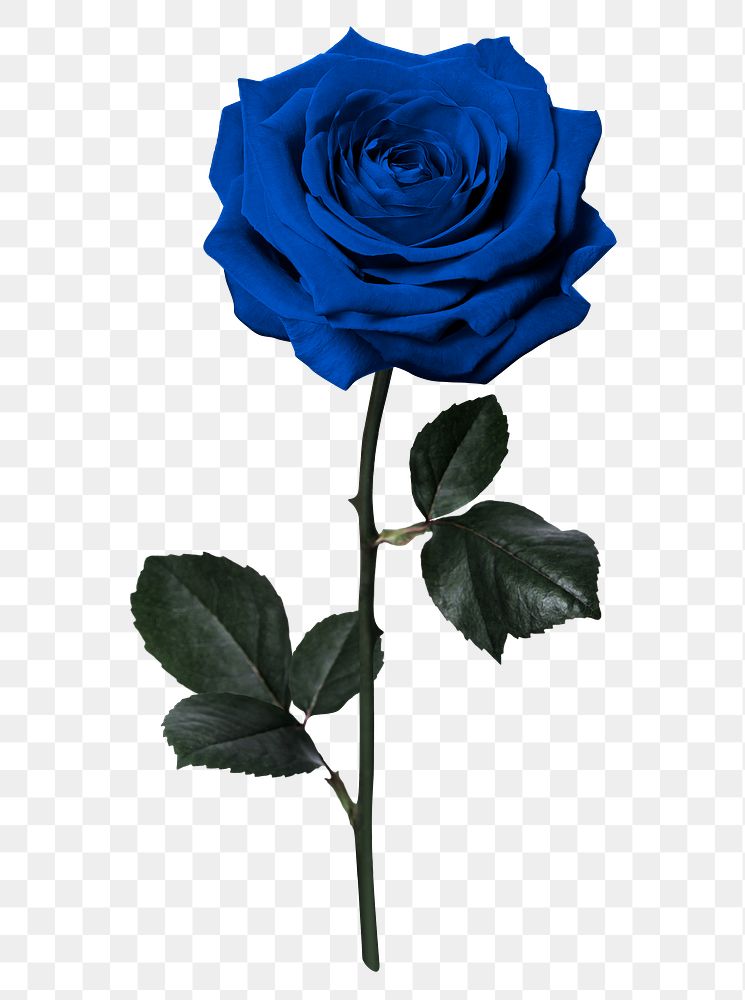 PNG blue rose, flower sticker