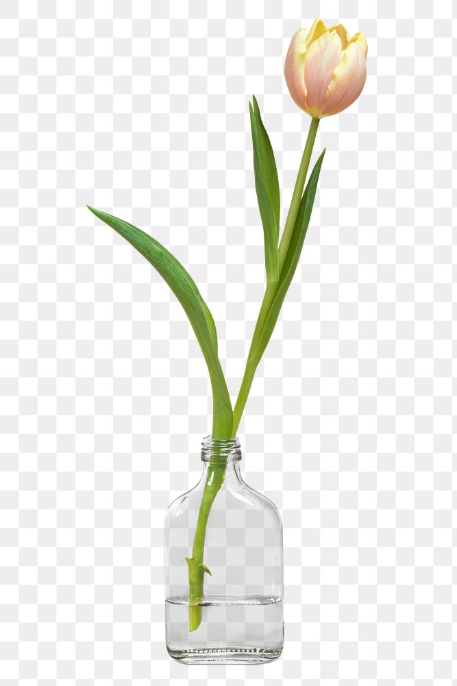 Blooming tulip in a bottle vase transparent png 