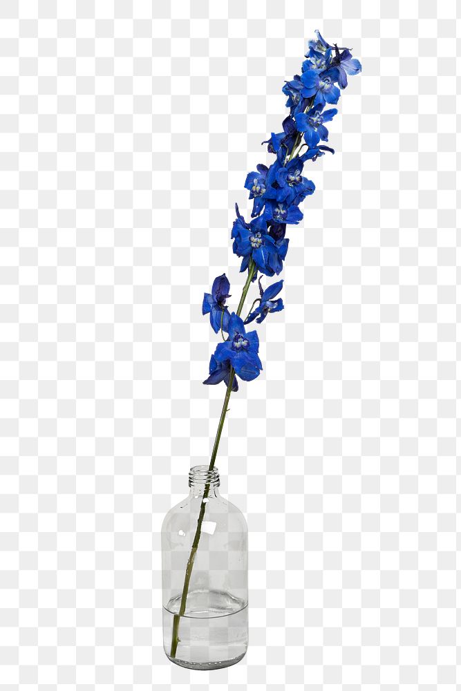 Blooming dark blue delphinium flower in a bottle vase transparent png