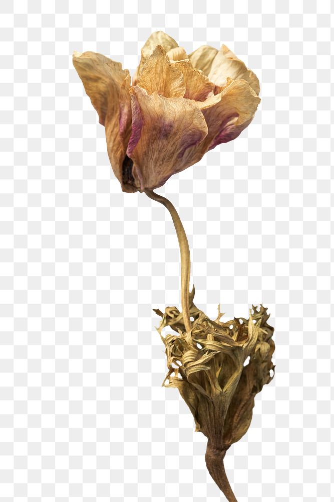 Dried anemone flower design element Premium PNG Sticker rawpixel