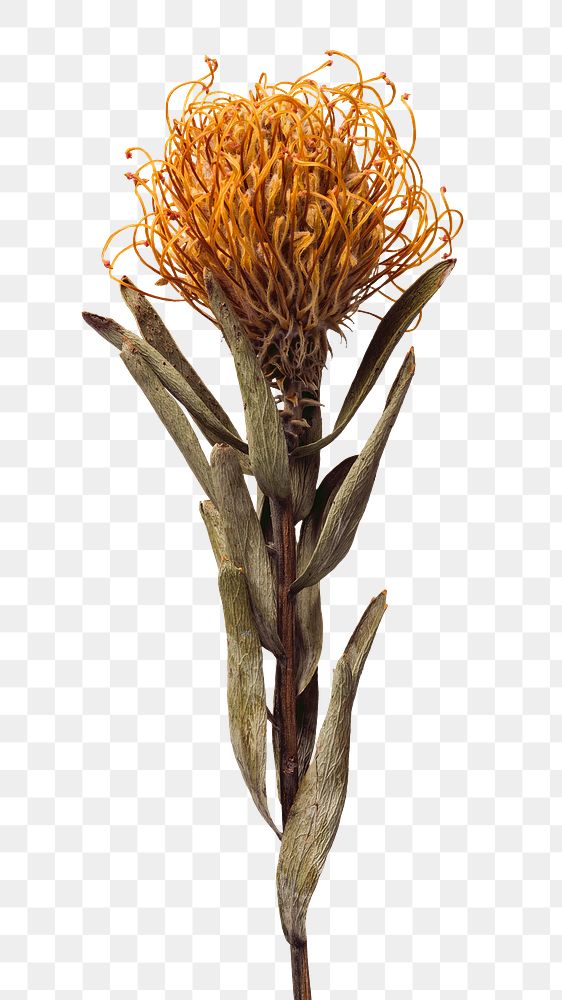 Dried orange pincushion protea flower Premium PNG Sticker rawpixel