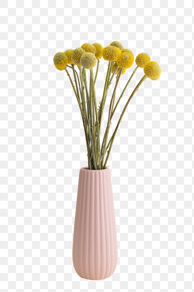 Dried Craspedia flower in a pink vase design element