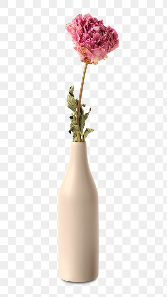 Dried pink peony flower in a beige vase design element