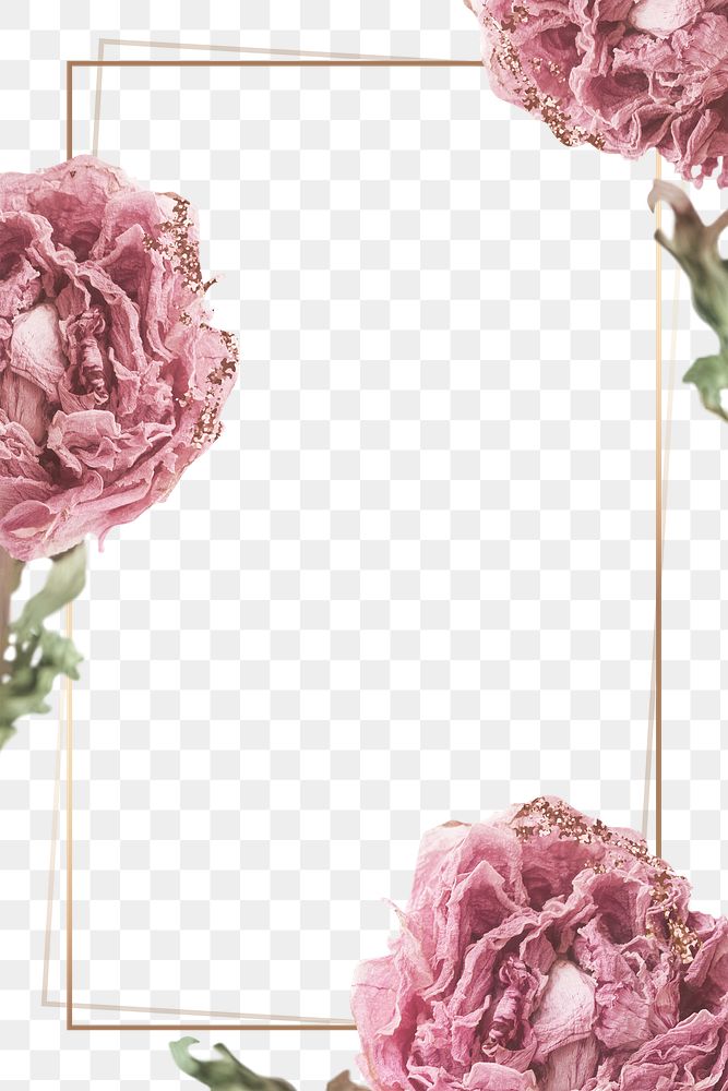 Dried pink peony flower on a gold frame design element