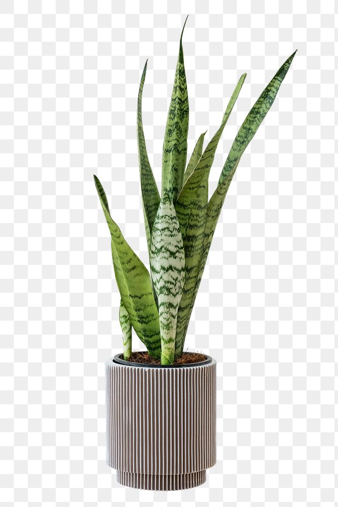Snake plant in a gray pot design element