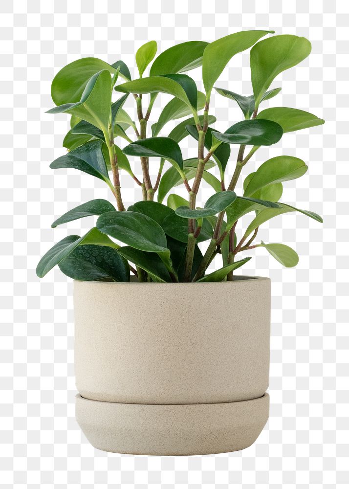 Pepper face plant in a small pot design element