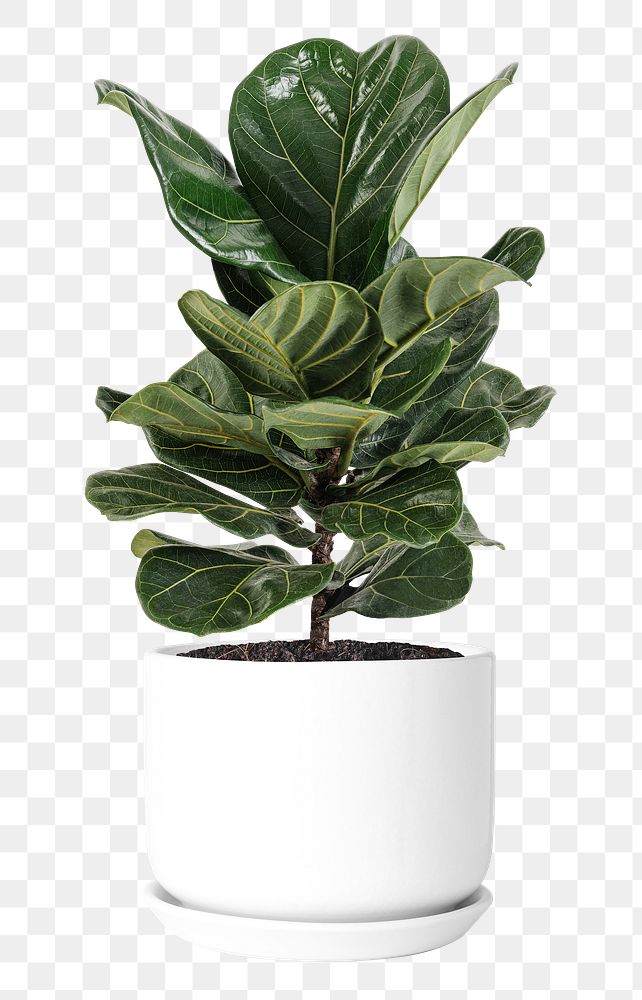 Fiddle leaf fig png mockup air-purifying plant