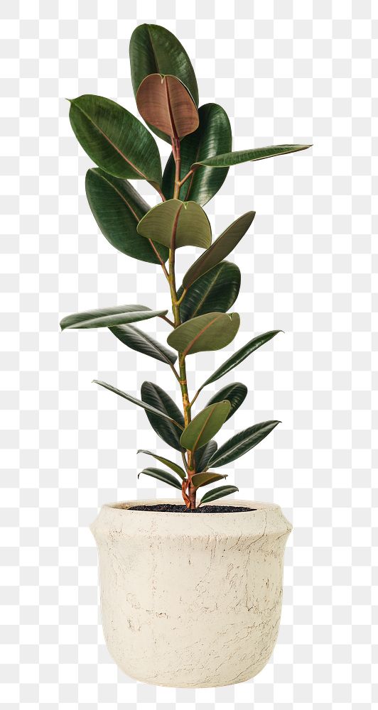 Rubber plant png mockup air-purifying plant