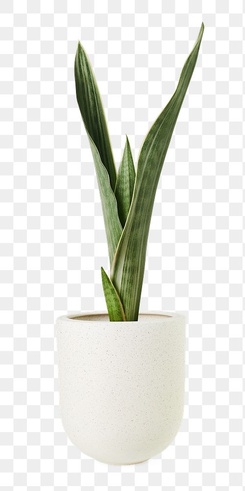 Silver queen snake plant png mockup
