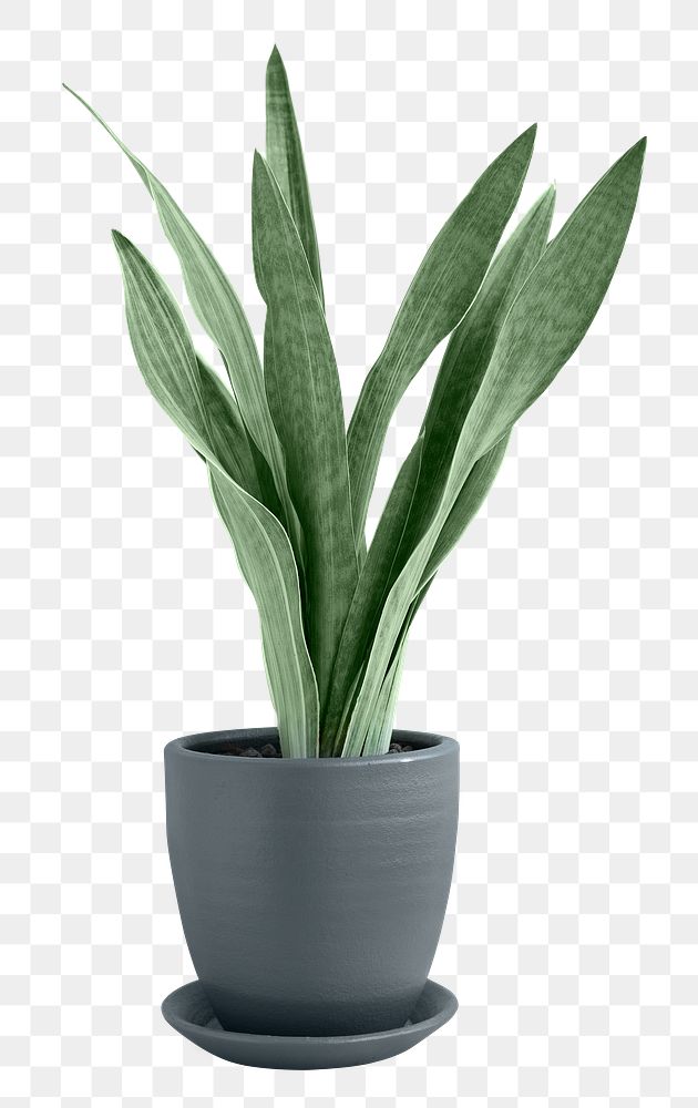 Silver queen snake plant png | Premium PNG Sticker - rawpixel