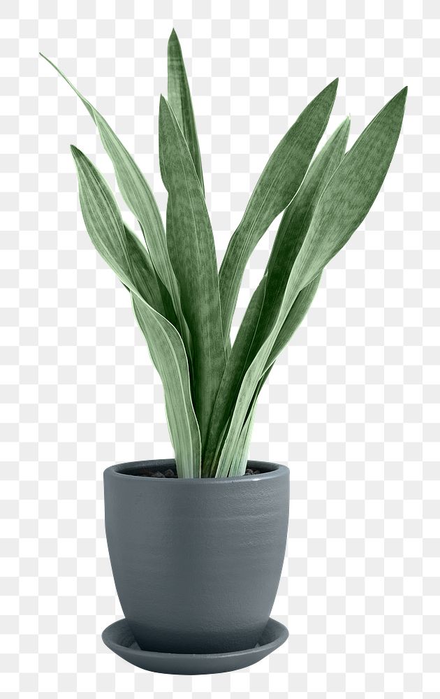 Silver queen snake plant png mockup