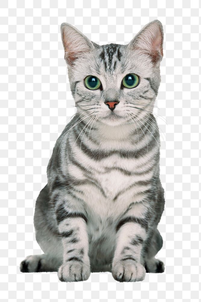 Cute cat png clipart, American shorthair, transparent background