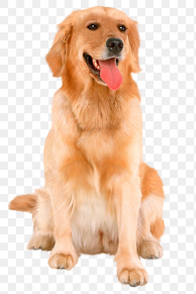Golden Retriever png clipart, dog, transparent background