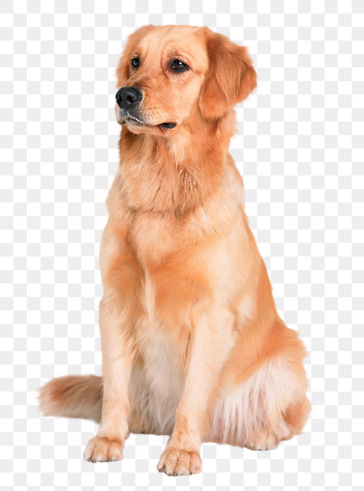 Golden retriever png, dog sticker