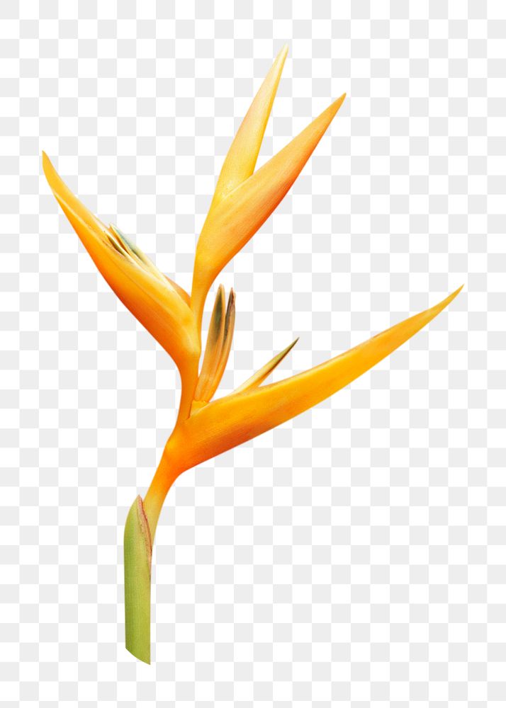 Bird of paradise PNG, flower sticker, transparent background