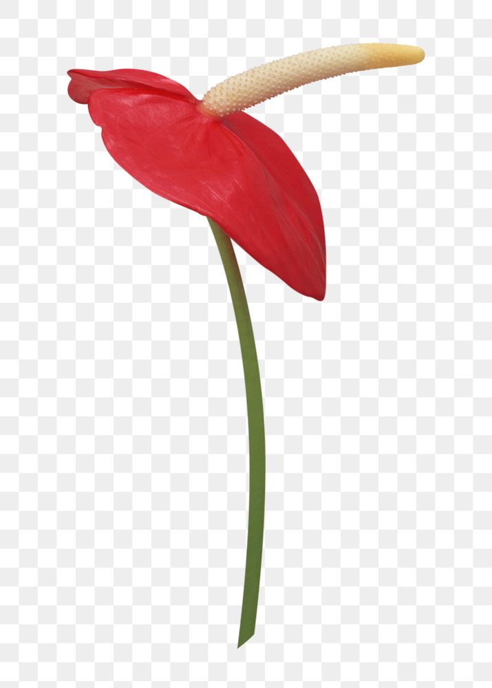 Red flower png, anthurium sticker, transparent background