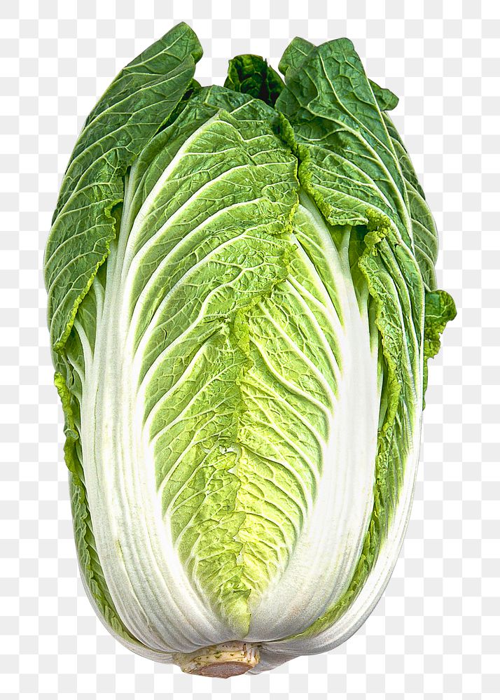 Cabbage vegetable png clipart, fresh ingredient