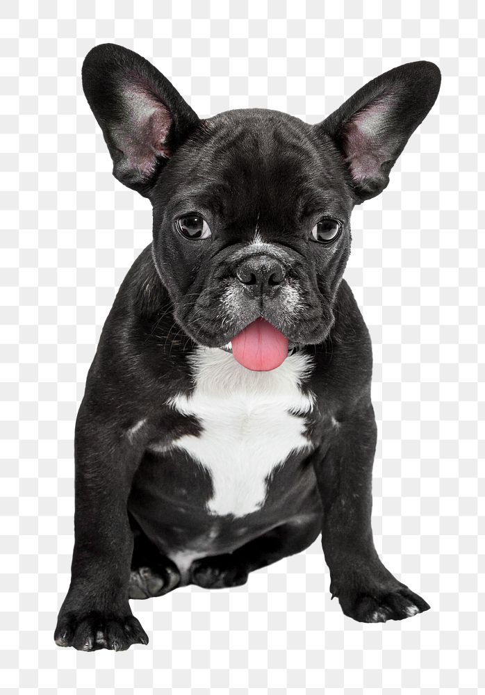 French bulldog png dog sticker