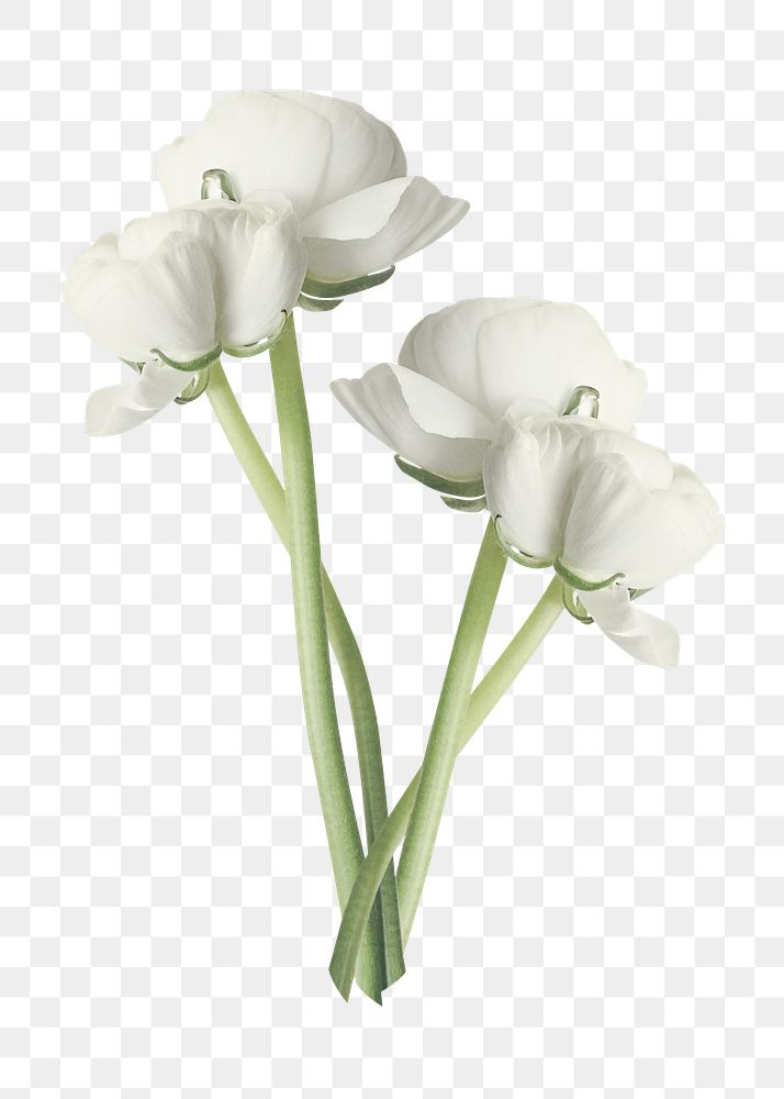White flower png, ranunculus clipart, transparent background
