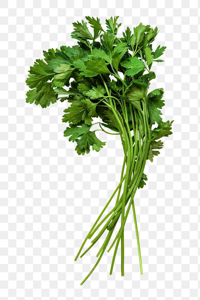 Flat-leaved parsley png clipart, vegetable, organic ingredient