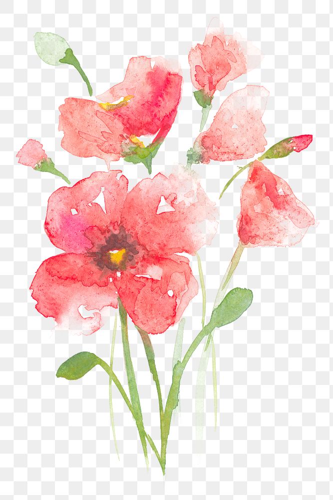 Pink png poppy flower watercolor spring seasonal graphic
