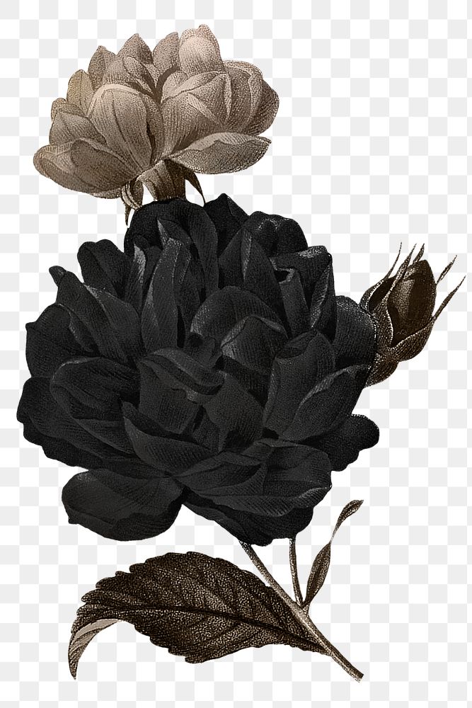 Floral png clip art, black illustration, remixed from vintage public domain images