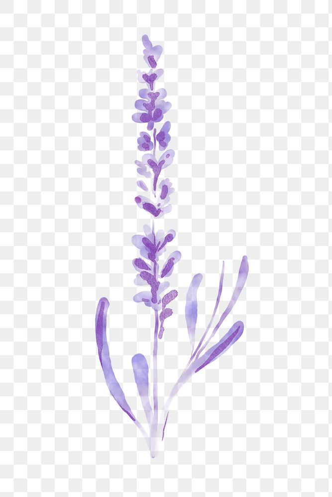 Lavender flower png sticker, floral | Premium PNG - rawpixel