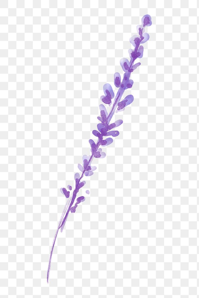 Lavender flower png sticker, floral watercolor design, transparent background