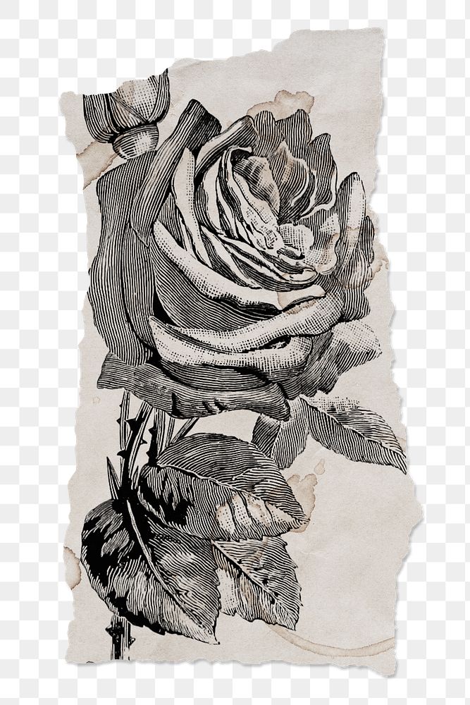 Torn paper scrap png journal collage sticker with vintage rose drawing, transparent background